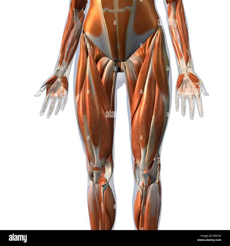 Vista Frontal De Los Músculos De La Pierna Femenina Sobre Fondo Blanco Fotografía De Stock Alamy