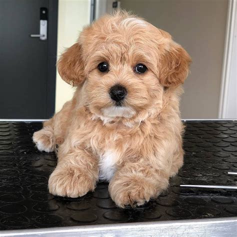 The original gfp puppy finder. Maltipoo Puppies For Sale | Illinois City, IL #332541