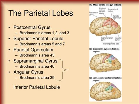 Parietal Lobe Brodmann Areas
