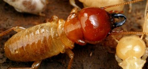 Formosan Subterranean Termites Behavior And Identification Island
