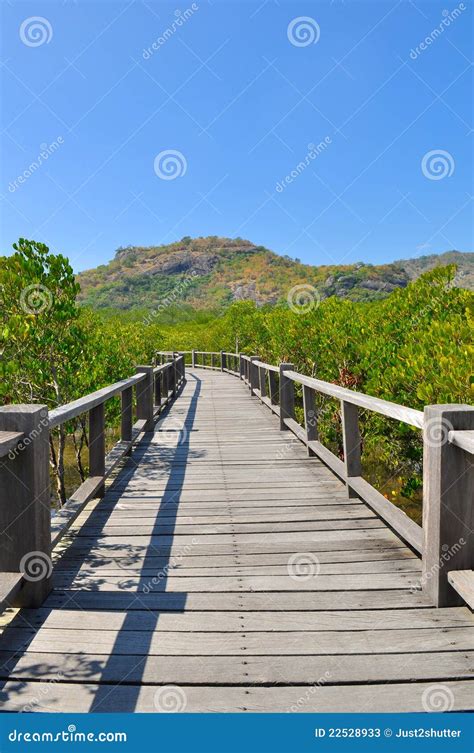 Walkway Bridge Through Tropical Forest Stock Image Image Of Park