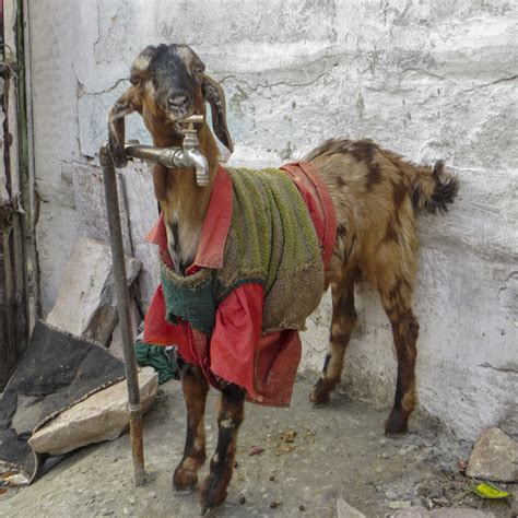 Goats Wearing Clothes For Good Reason And For A Good Cause Mpr News
