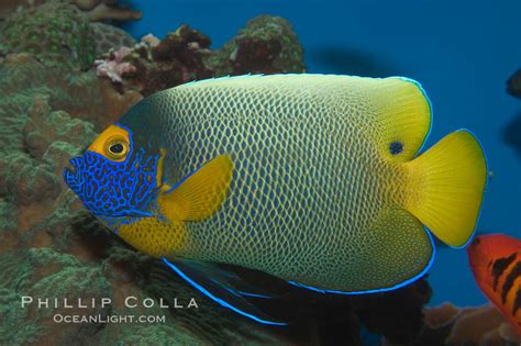 Blue Face Angelfish Pomacanthus Xanthometopon 07854