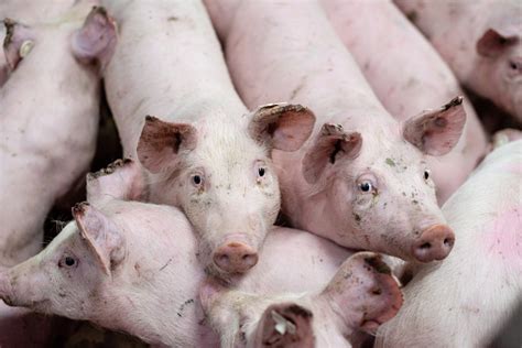 Group Of Pigs In A Farm Stock Photo Download Image Now Istock