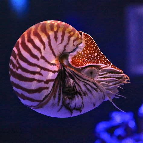 Chambered Nautilus Taxonomy Kingdom Animalia Phylum