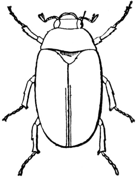 Free Black And White Bug Download Free Black And White Bug Png Images
