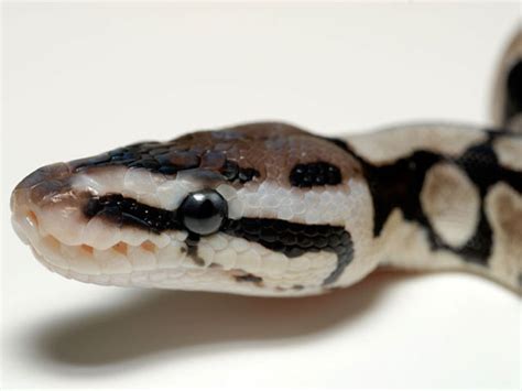 Axanthic Pastel Morph List World Of Ball Pythons