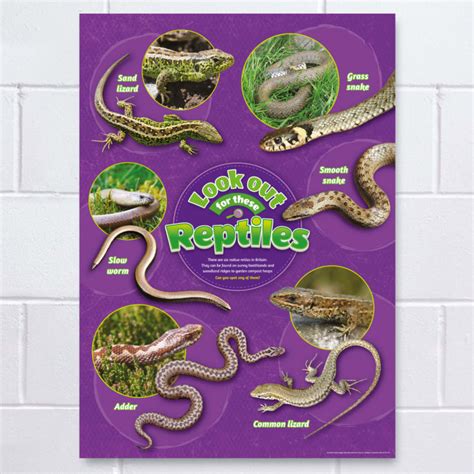 Reptiles Identification Poster Perfect School Nature Areas And Gardens