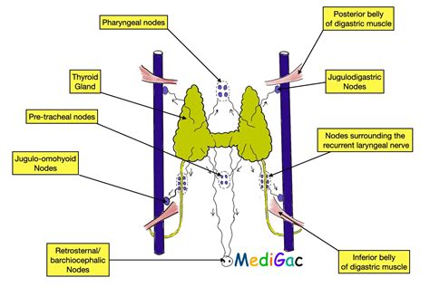 Lets Know About The Thyroid Gland Anatomy Medigac
