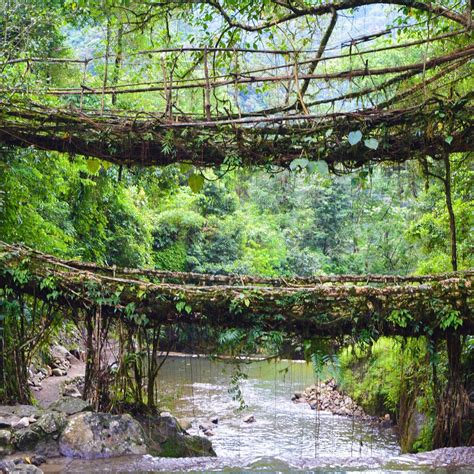 Double Decker Living Root Bridge Sohra All You Need To Know Before