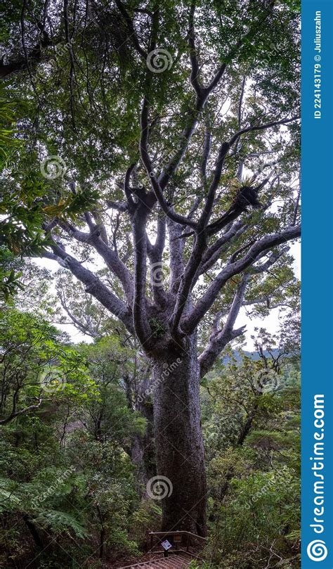 Ancient Kauri Gum From New Zealand Royalty Free Stock Photo