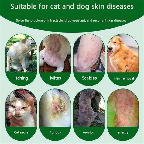 Dog Skin Ulcer Photos Skin Ulceration In Dogs Symptoms Causes