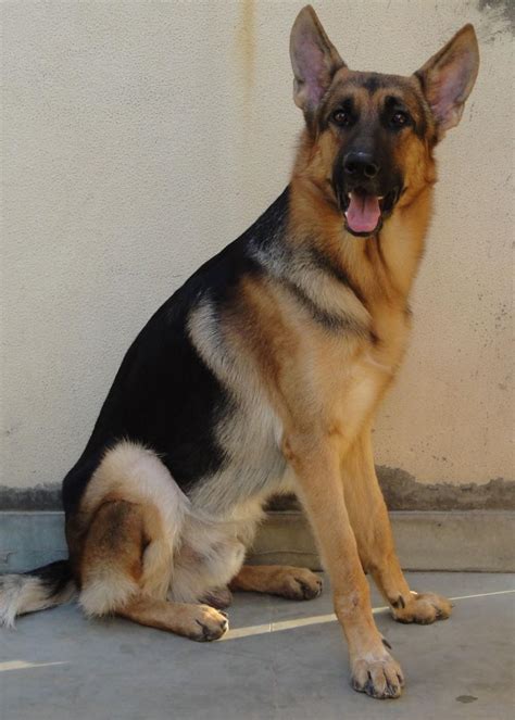 They are police dogs, military service dogs, guide dogs for special needs individuals, and of course they still. German Shepherd Puppies for Sale(nitin Verma 1)(8780 ...