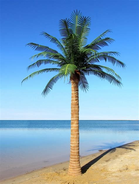 Outdoor Artificial Coconut Palm Tree With 27 Phoenix Leaves Outdoor Artificial Coconut Palm