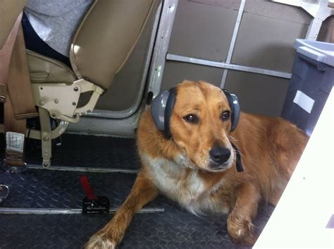 Dog Hearing Protection Pilots Of America