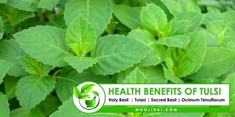 Types And Health Benefits Of Tulsi Holy Basil