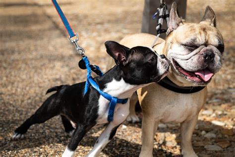 French Bulldog Vs Boston Terrier Dog Breed Showdown The Native Pet