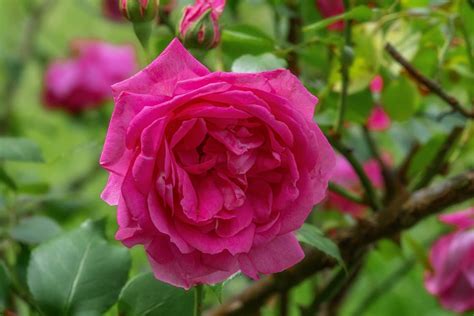 Pink Rose In Bloom · Free Stock Photo