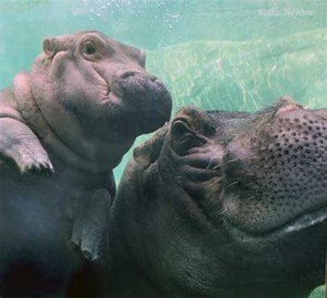 Baby Fiona The Hippo Cincinnati Zoo Pictures Cbs News