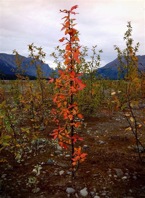 Falls Flame Cottonwood Sapling On The Nizina River Photo Art