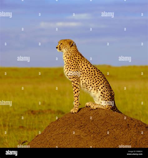 Cheetah At Sunset On A Termite Hill Masai Mara Kenya Stock Photo Alamy