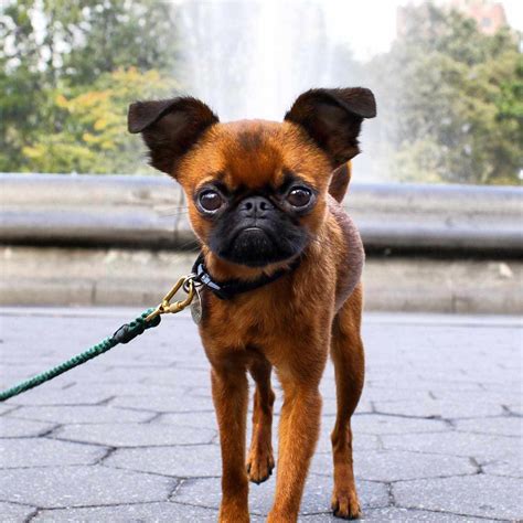 12 Adorable Photos Of Brussels Griffon Dogs