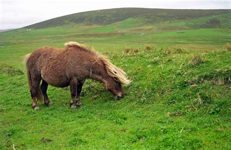 9 Facts About The Shetland Pony You Might Not Know
