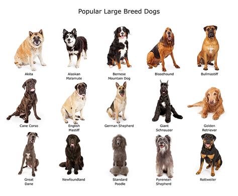 Which Dogs Are Considered Large Breed