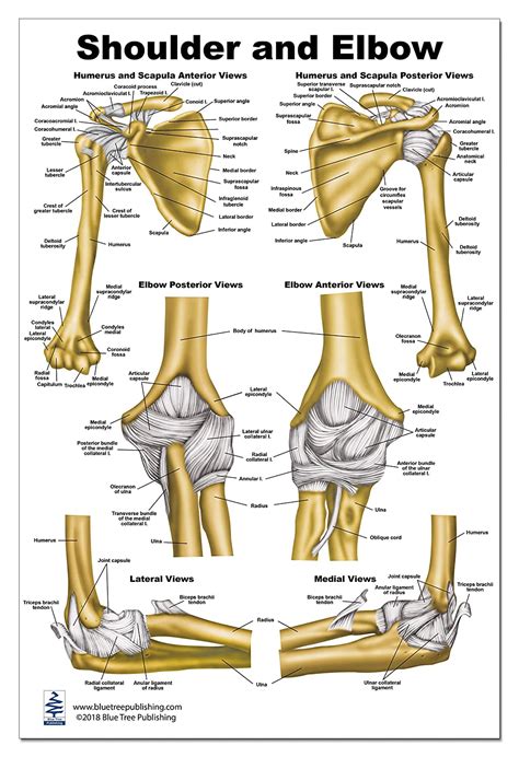 Shoulder Anatomy Diagram Shoulder Joint On Anatomical Parts You Can