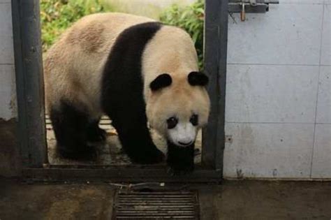 34 Year Old Giant Panda Dies Of Disease In Chengdu
