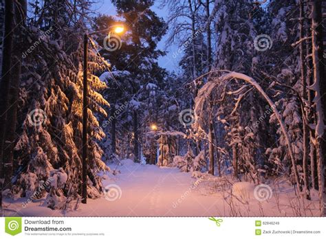 A Snowy Christmas Forest Stock Photo Image 62846249