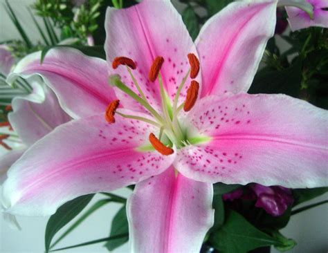 Lilies are an important group of flowering plants and are important in culture and literature in much of the world. Pink Lily. | tracyhughes2_7. CPAGB LRPS | Flickr