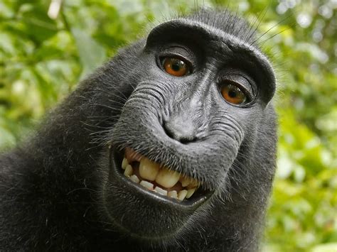 Should A Monkey Own A Copyright 137 Cosmos And Culture Npr