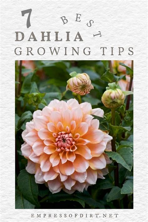 Growing Dahlias 7 Must Know Tips Before You Start Growing Dahlias