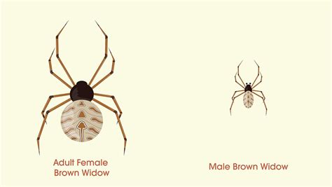 Male Brown Widow Spider Facts