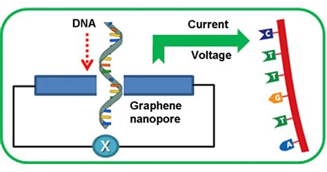 Graphene Nanopore Dna Sequencing Mapping Ignorance