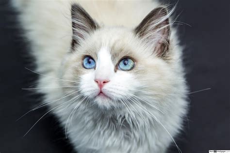 White Fluffy Cat With Blue Eyes 3000x2000 Wallpaper