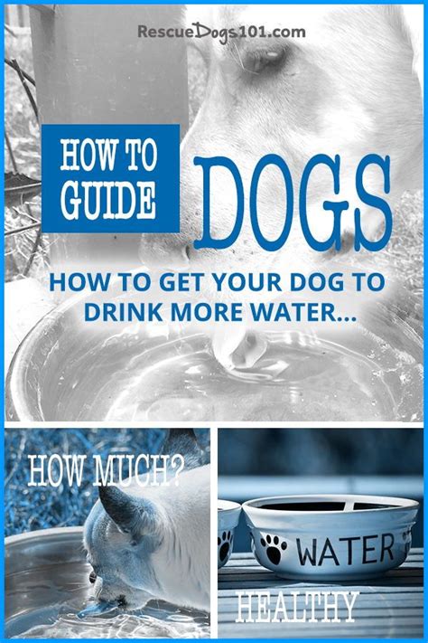 11 Easy Ways To Get Your Dog To Drink More Water Dog Allergies Dog