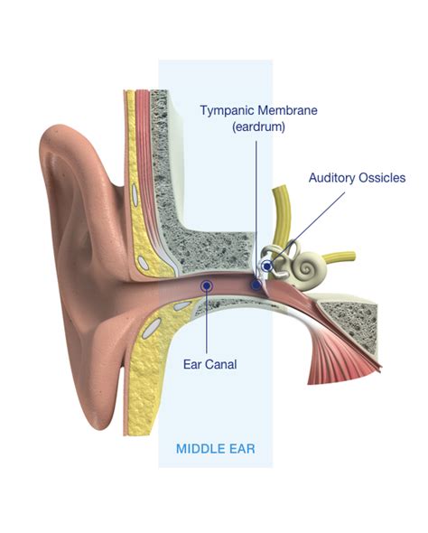 What Are The Different Types Of Hearing Loss Bay Audio