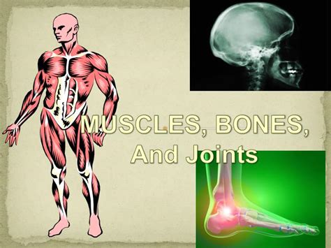 Ppt Muscles Bones And Joints Powerpoint Presentation Free Download