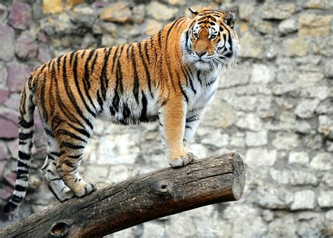 The Tiger Fastest Animal In The World Animals Lover