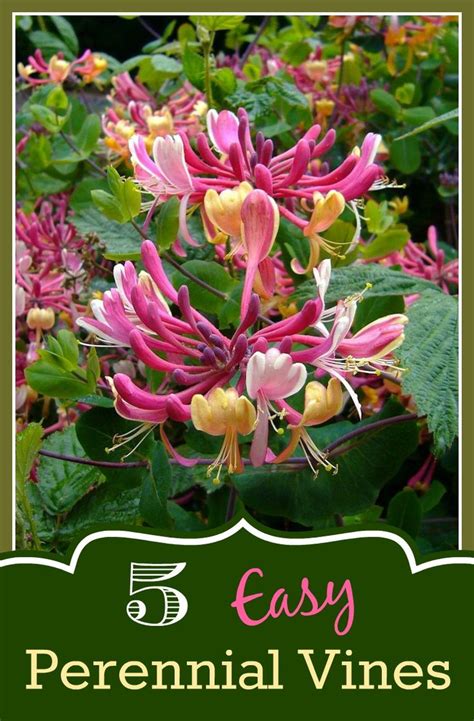 With a variety of perennial and annual vines to choose from, some favorites. Everything Plants and Flowers: 5 Easy Perennial Vines for ...