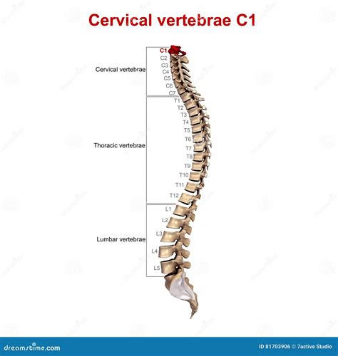 Cervical Vertebrae C1 Stock Photo Image Of Anatomy Spine 81703906