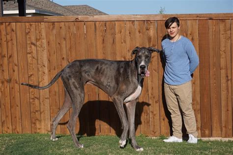 Photos Bedford Great Dane Zeus Is Officially The Worlds Tallest Dog