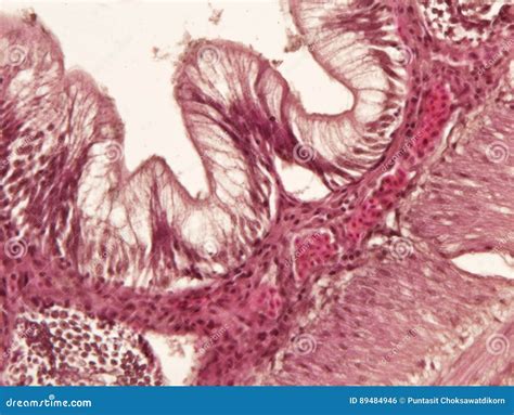 Intestine Animal Tissue Under Microscope View Stock Photo Image Of