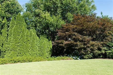 A Tour Of My Yard And Privacy Trees For Backyard I Recommend Bluegraygal