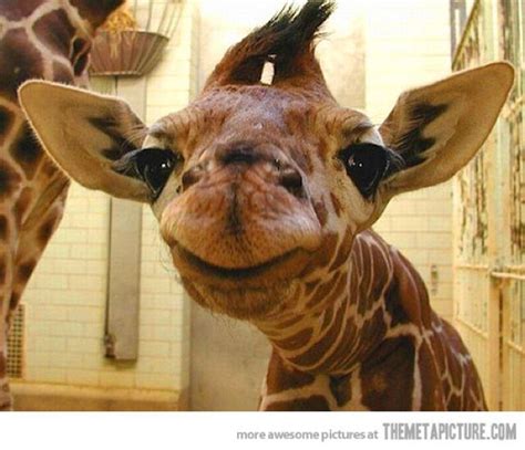 Funny Baby Giraffe