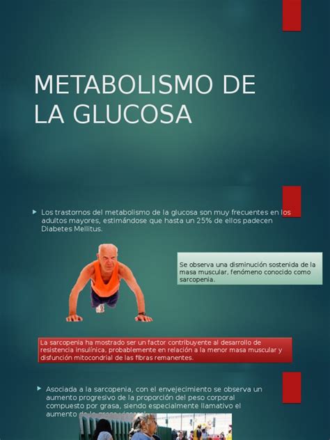 Metabolismo De La Glucosa Tejido Adiposo Sistema Digestivo Humano