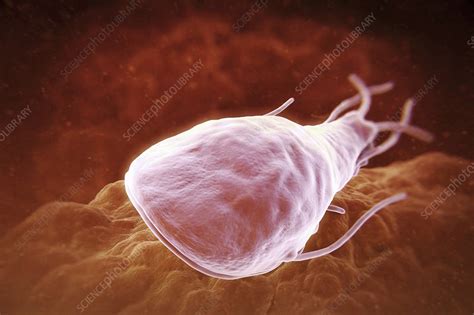 Giardia Lamblia Parasite Artwork Stock Image C Science Photo Library