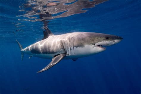 2014 Pacific Coast Great White Shark Attack Report Snowbrains